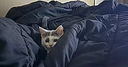 Anya is registered to the contest to win money with this photo: kitten, cat, blanket, bed, indoor, curious, peeking, feline, fur, ears, door, wall, cozy, dark, comfort, domestic, pet, animal, resting, soft