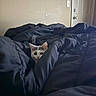 kitten, cat, blanket, bed, indoor, curious, peeking, feline, fur, ears, door, wall, cozy, dark, comfort, domestic, pet, animal, resting, soft