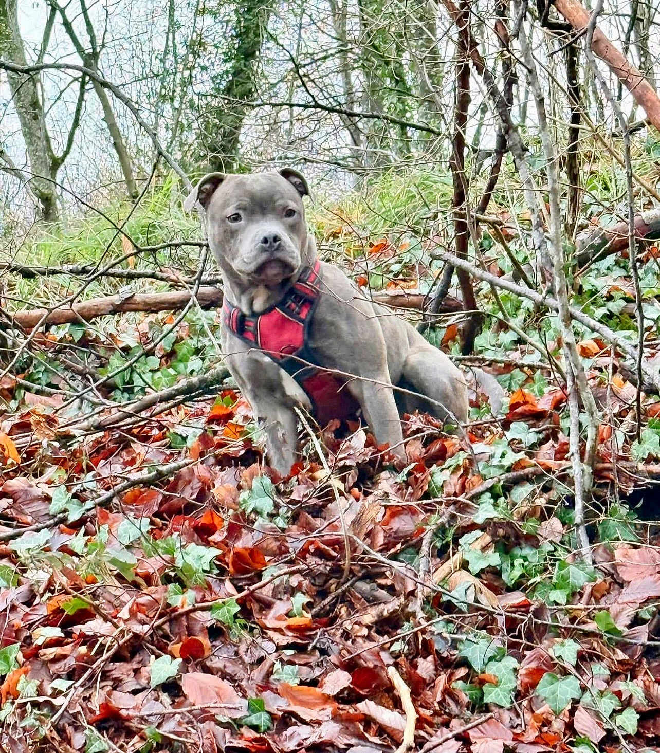 Apollo a rejoint le concours — aidez-le/la à gagner de superbes lots ! dog, canine, harness, red_harness, forest, leaves, autumn, ivy, branches, outdoor, portrait, sitting, alert, short_hair, foliage, nature, earth_tone, moss, curious, wet_leaves