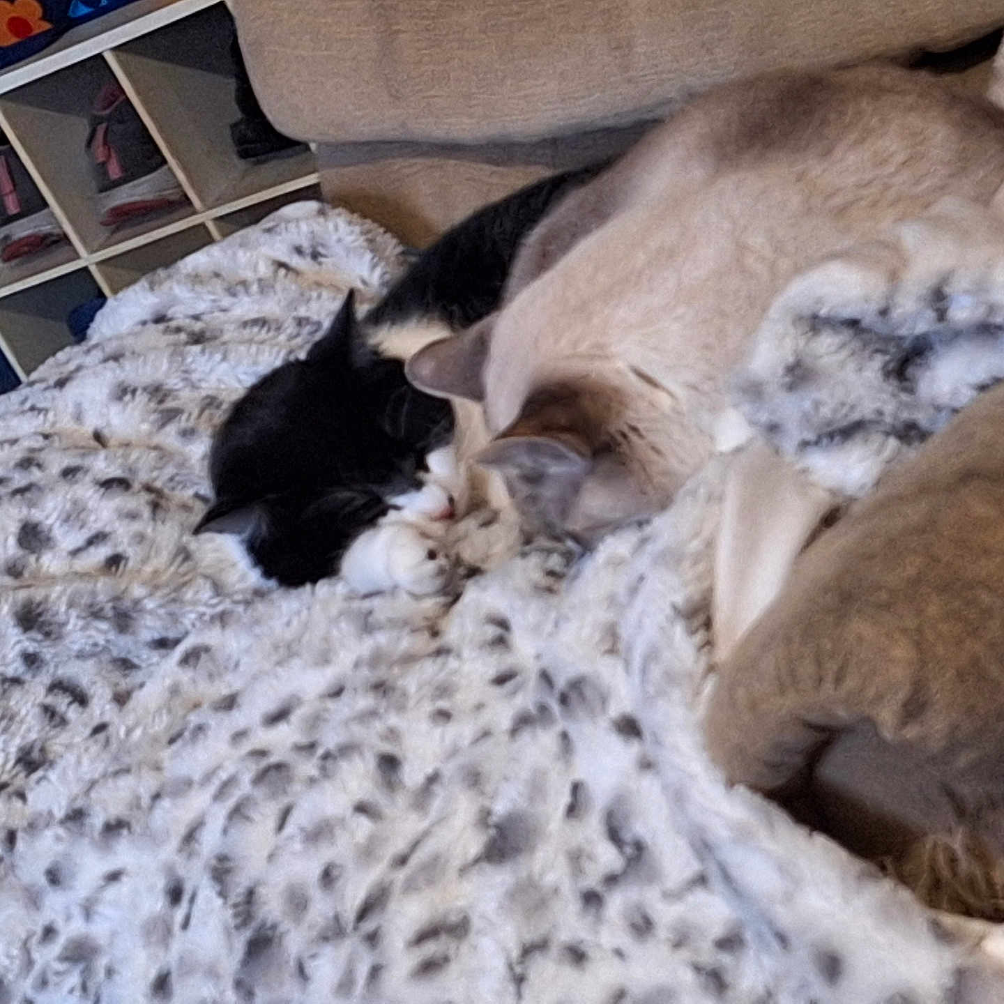 Lucy And Willow