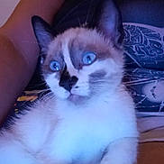 Ragnar a rejoint le concours — aidez-le/la à gagner de superbes lots ! cat, kitten, blue_eyes, feline, indoor, person, lap, fur, whiskers, curious, animal, pet, comfort, soft_light, tank_top, closeup, portrait, domestic, cozy, relaxed