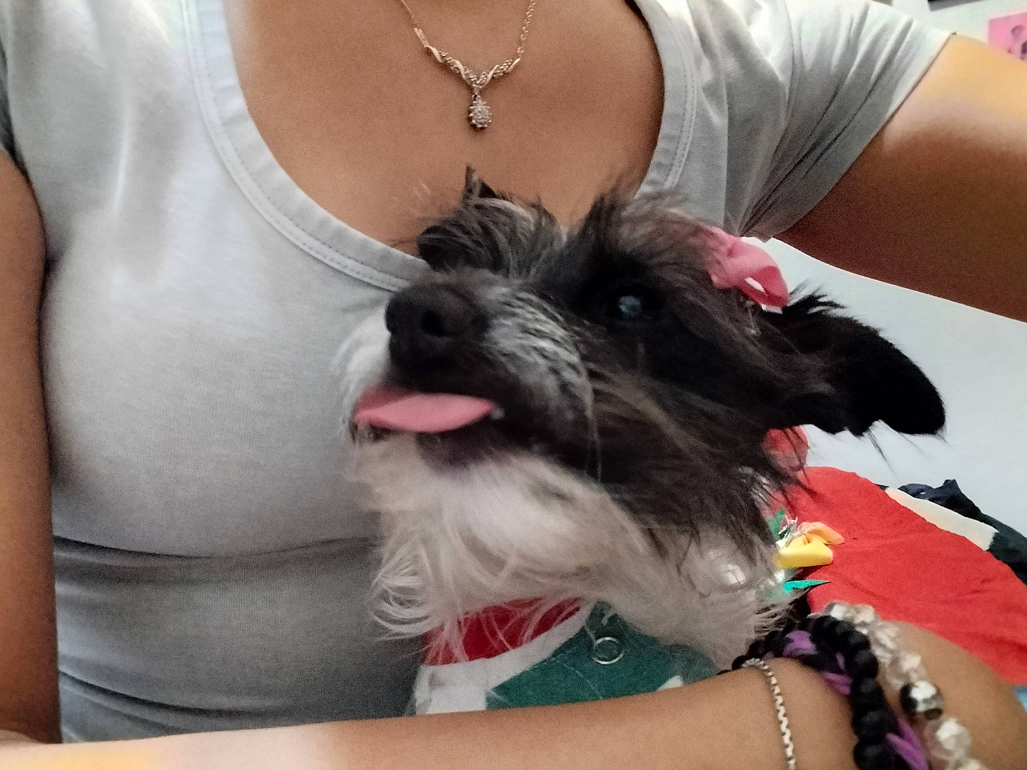 Shmuck is registered to the contest to win money with this photo: carnivore, collar, companion_dog, dog, dog_breed, dog_collar, dog_supply, ear, fashion_accessory, fawn, happy, jewellery, mammal, snout, sporting_group, t_shirt, toy_dog, vertebrate, waist, working_animal