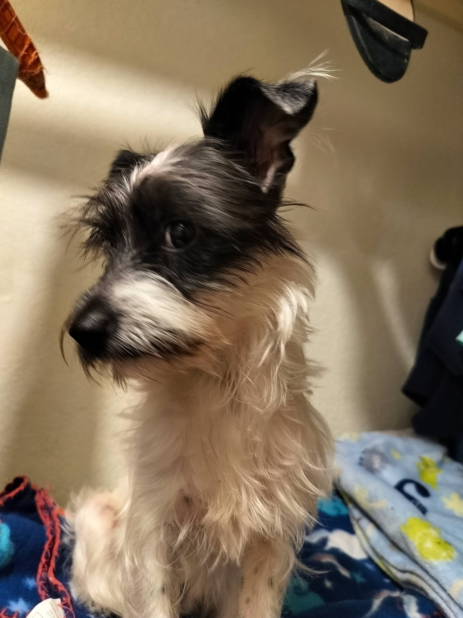 Shmuck is registered to the contest to win money with this photo: biewer_terrier, canidae, carnivore, companion_dog, dog, dog_breed, dog_supply, ear, fur, non_sporting_group, small_terrier, sporting_group, terrier, toy_dog, working_animal