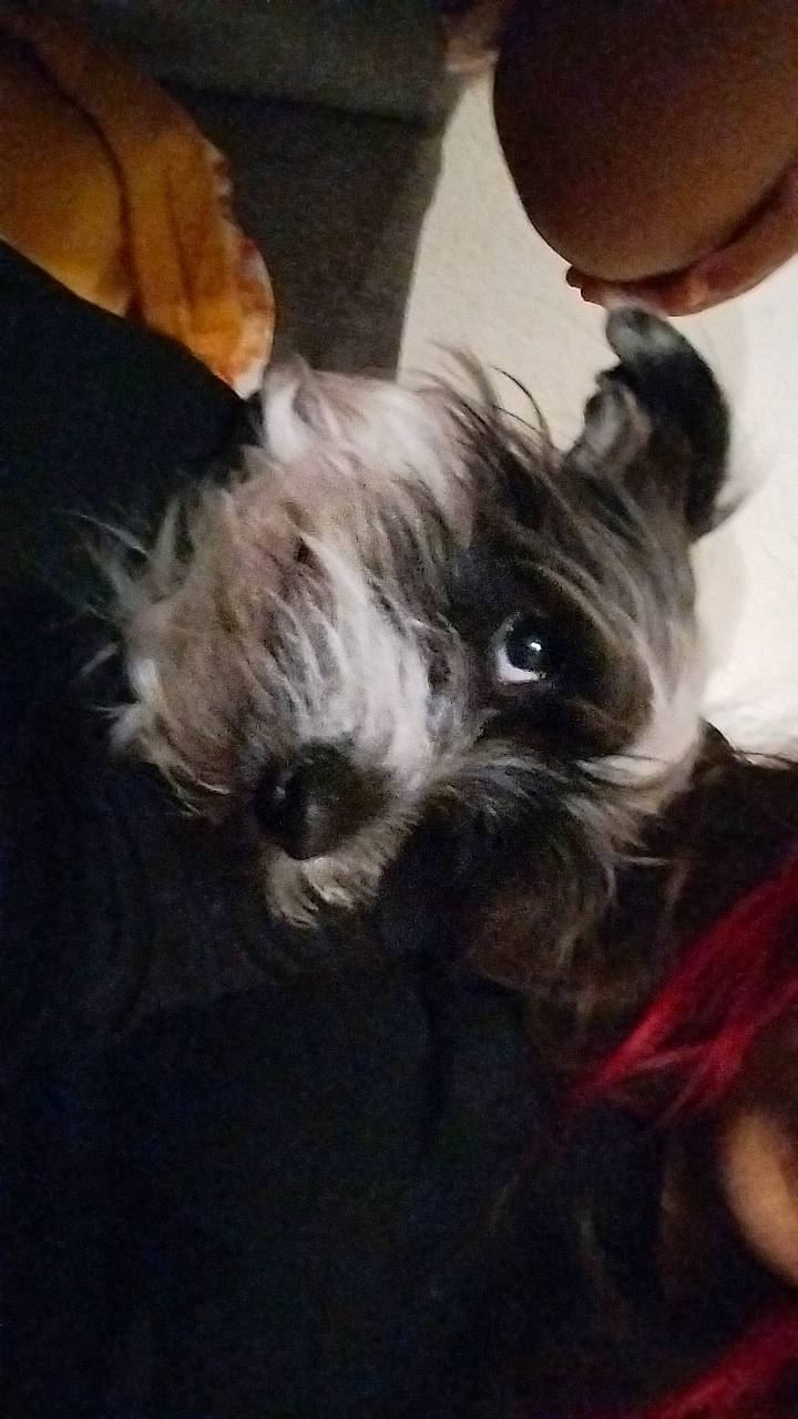 Shmuck is registered to the contest to win money with this photo: biewer_terrier, canidae, carnivore, companion_dog, dog, dog_breed, dog_supply, ear, fawn, fur, liver, paw, puppy, schnauzer, small_terrier, snout, sporting_group, terrier, toy_dog, working_animal