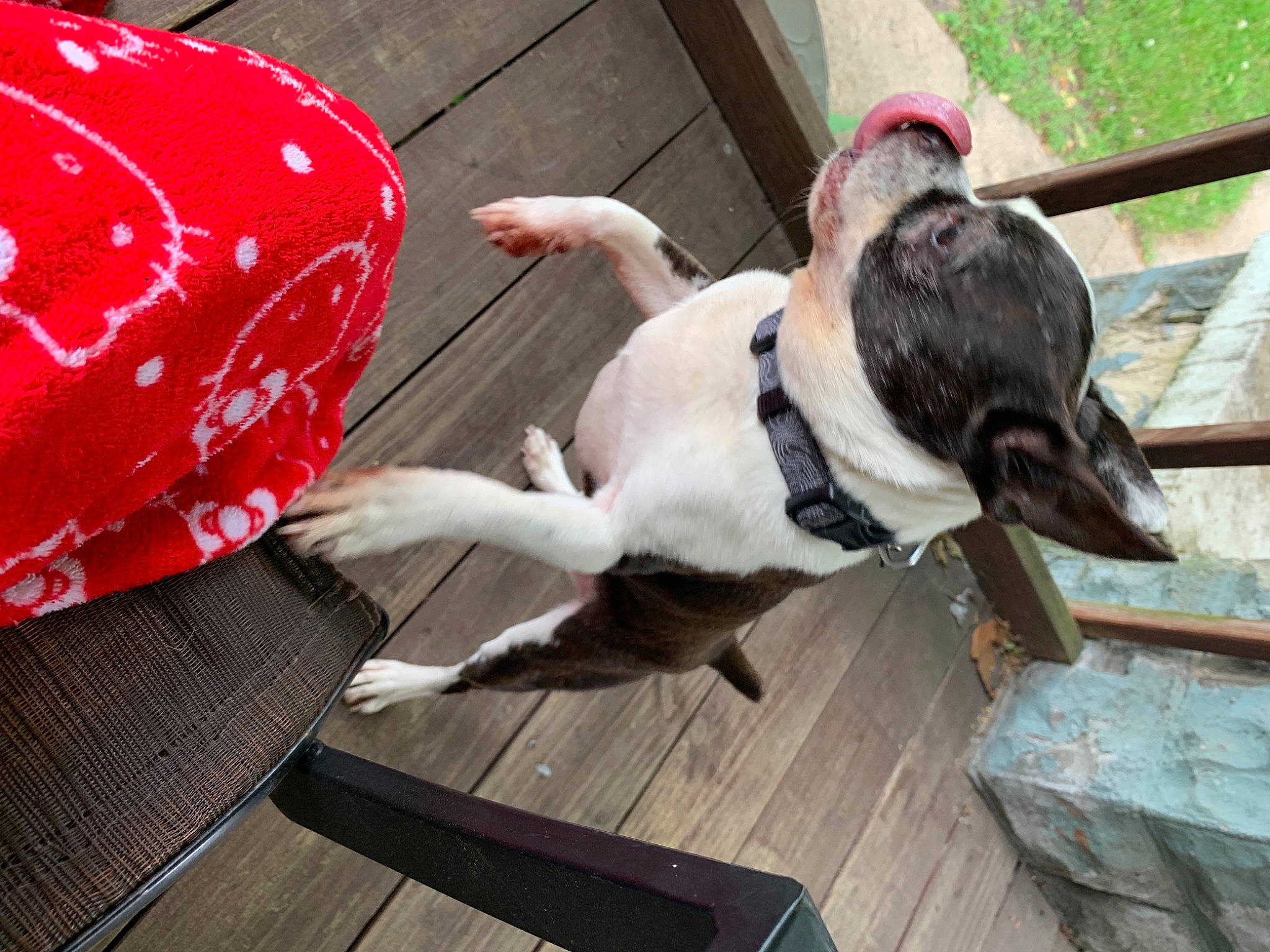 Cooper is registered to the contest to win money with this photo: bird, carmine, carnivore, collar, companion_dog, dog, dog_breed, dog_collar, flooring, hardwood, leash, pet_supply, plank, sitting, tail, wood, working_animal