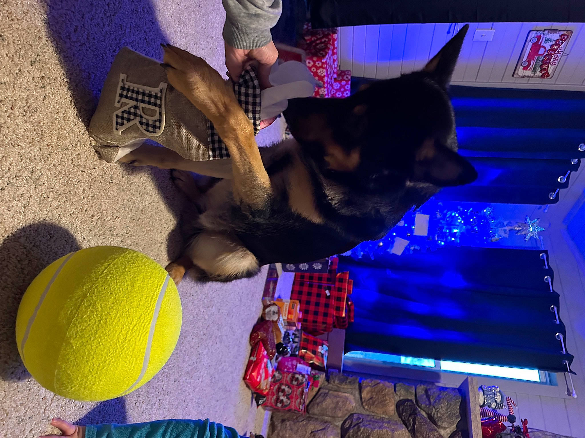 River joined the competition — help win amazing prizes! ball, blue, canidae, carmine, carnivore, companion_dog, dog, dog_breed, dog_supply, electric_blue, event, fun, guard_dog, hat, magenta, purple, sports_toy, stuffed_toy