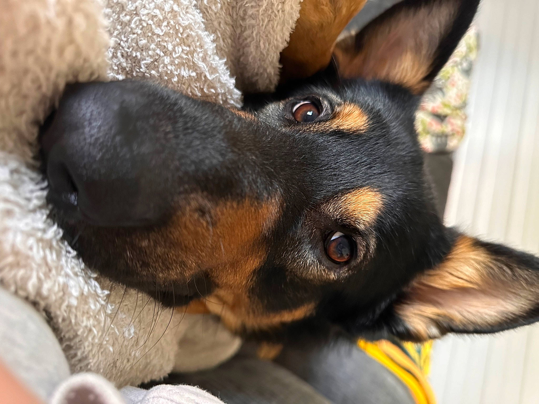 River is registered to the contest to win money with this photo: canidae, carnivore, companion_dog, dog, dog_breed, ear, fawn, fur, guard_dog, paw, pinscher, prazsky_krysarik, snout, sporting_group, toy_dog, whiskers, working_animal, working_dog