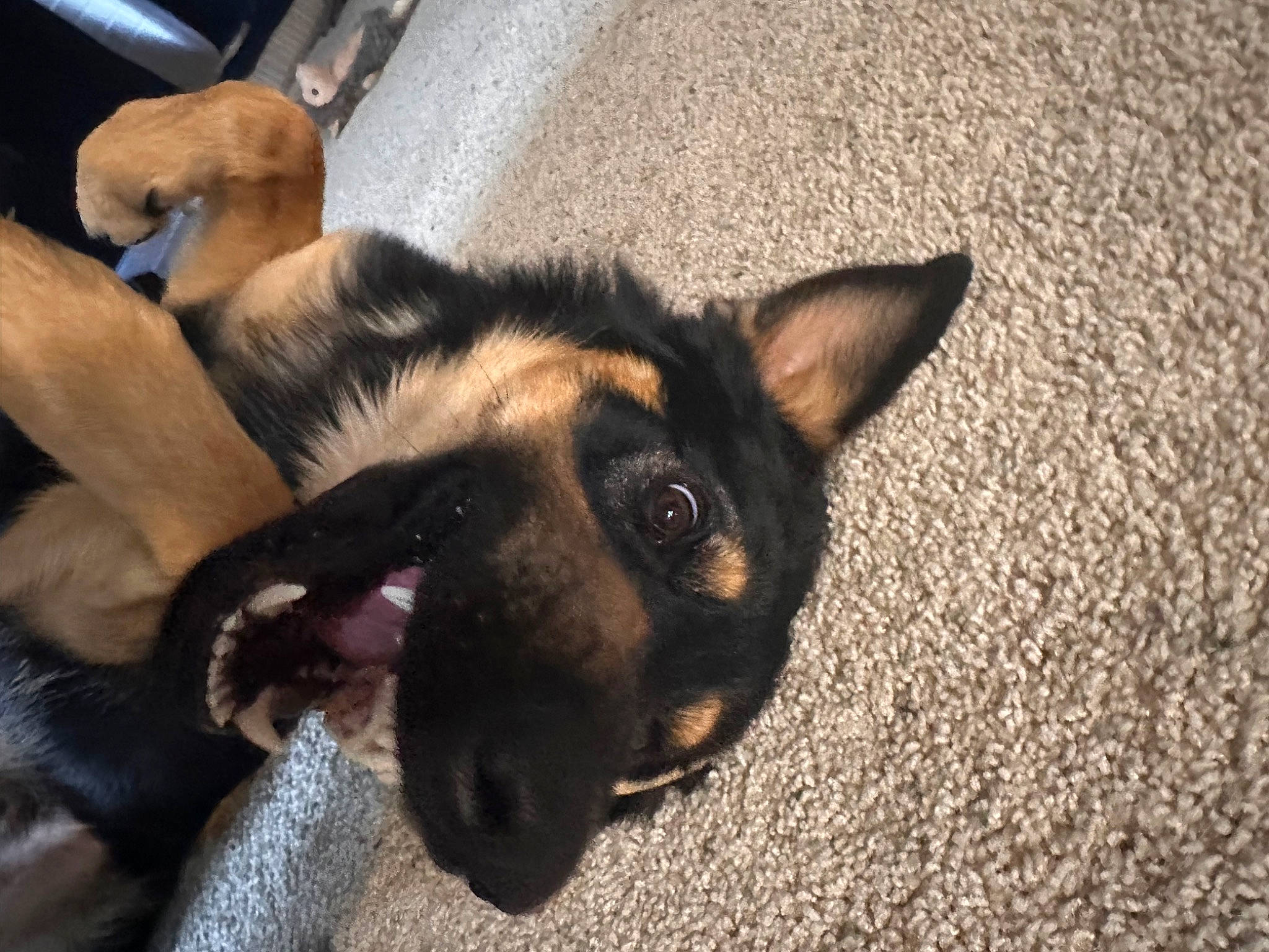 River is registered to the contest to win money with this photo: canidae, carnivore, companion_dog, dog, dog_breed, east_european_shepherd, eye, fawn, fur, german_shepherd_dog, jaw, king_shepherd, old_german_shepherd_dog, paw, snout, sporting_group, terrestrial_animal, whiskers, working_animal, working_dog