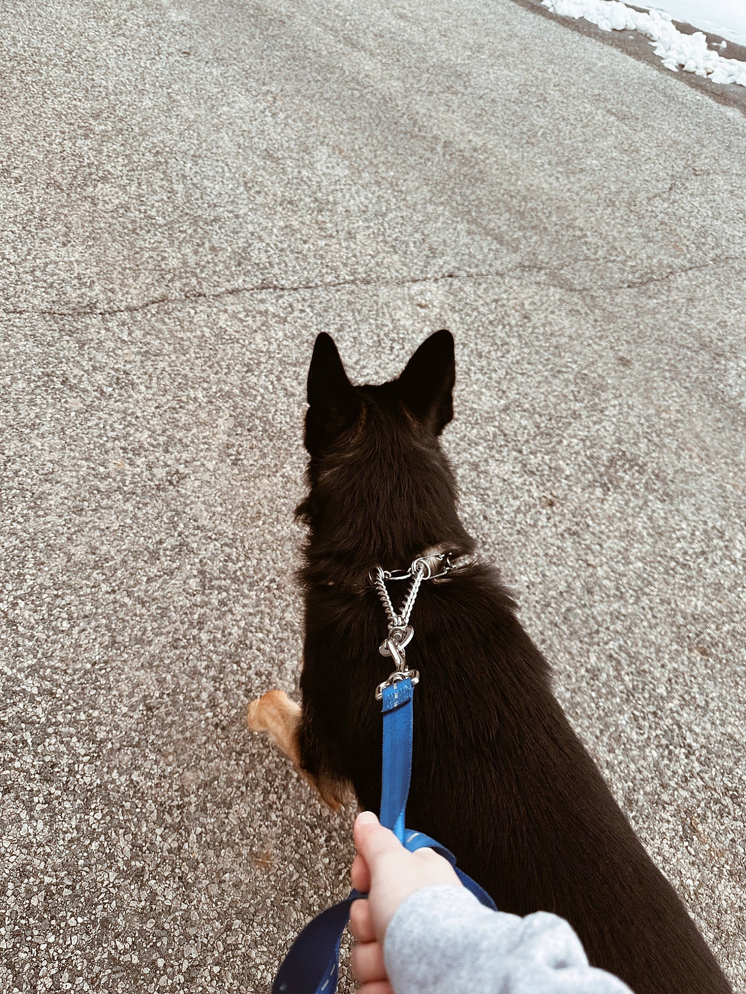 River is registered to the contest to win money with this photo: asphalt, carnivore, collar, companion_dog, dog, dog_breed, dog_collar, dog_supply, electric_blue, fashion_accessory, fawn, leash, pet_supply, road_surface, shadow, snout, sporting_group, tail, tints_and_shades, working_animal