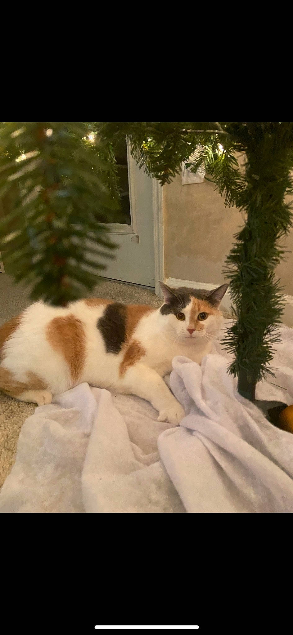 Buffy joined the competition — help win amazing prizes! carnivore, cat, comfort, domestic_short_haired_cat, fawn, felidae, fur, grass, paw, plant, room, small_to_medium_sized_cats, tail, terrestrial_animal, tree, whiskers, window, winter, wood