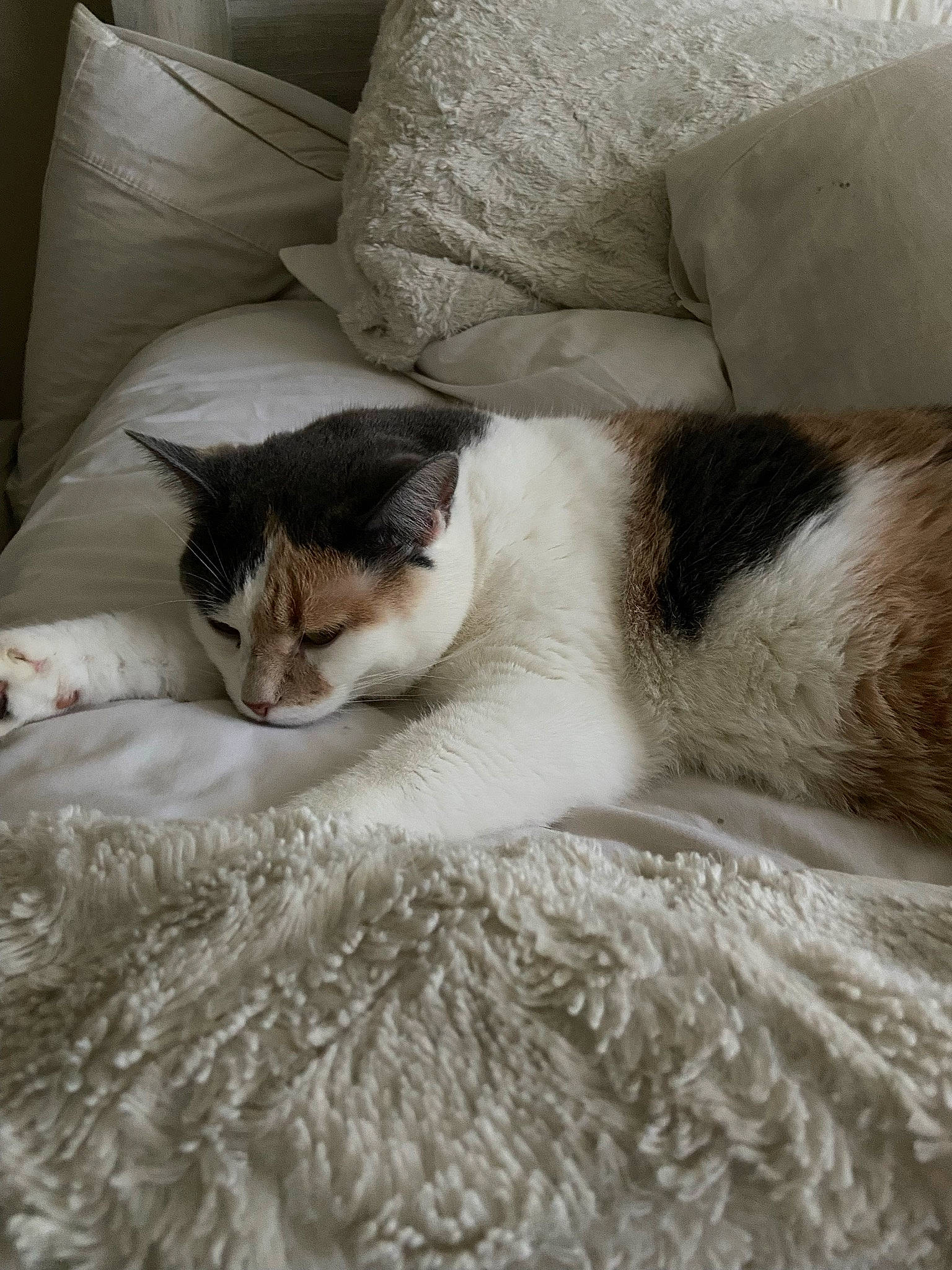 Buffy joined the competition — help win amazing prizes! bed_sheet, bedding, carnivore, cat, cat_supply, comfort, domestic_short_haired_cat, duvet, felidae, fur, grey, linens, nap, paw, room, sleep, small_to_medium_sized_cats, tail, whiskers