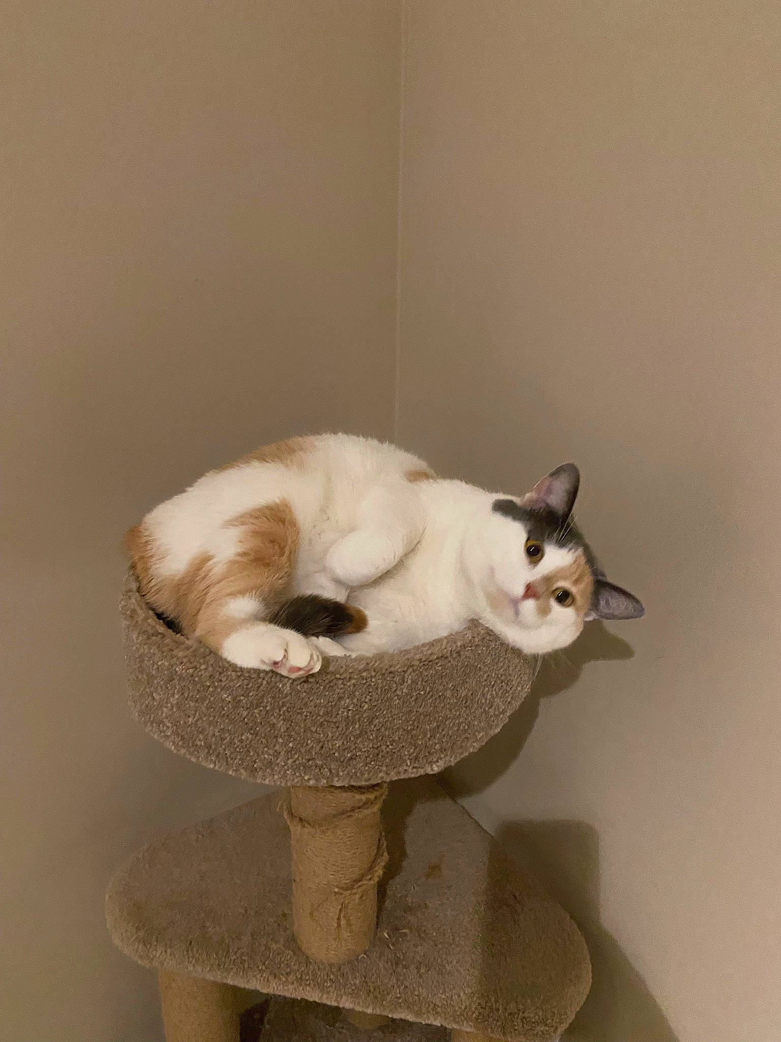 Buffy joined the competition — help win amazing prizes! carnivore, cat, cat_bed, cat_supply, chair, comfort, domestic_short_haired_cat, fawn, felidae, fur, paw, pedestal, pet_supply, small_to_medium_sized_cats, snout, table, tail, whiskers, window, wood