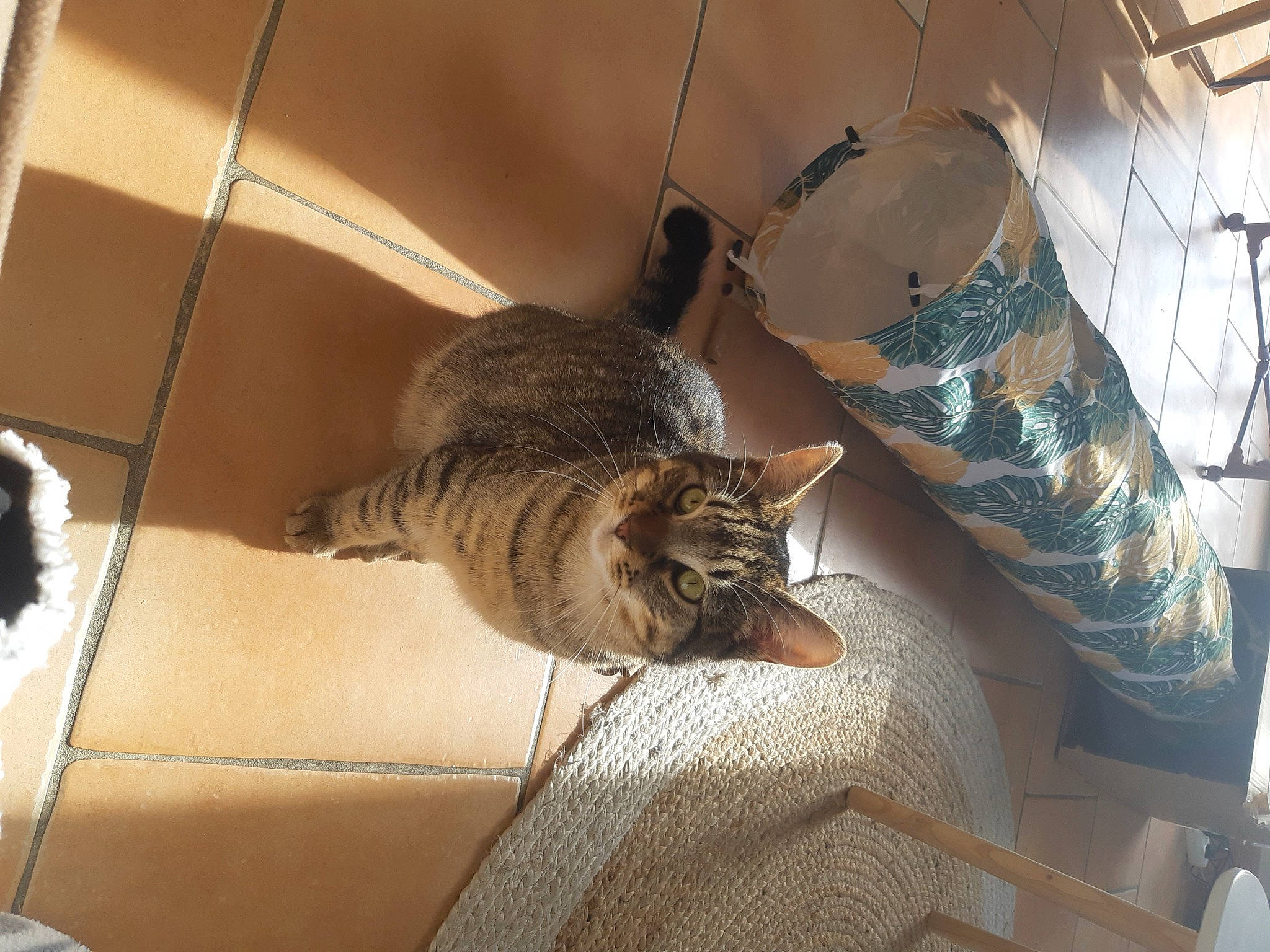 Bakou a rejoint le concours — aidez-le/la à gagner de superbes lots ! bed, bedding, carnivore, cat, ceiling, chair, comfort, couch, domestic_short_haired_cat, felidae, flooring, fur, hardwood, linens, living_room, room, small_to_medium_sized_cats, tail, whiskers, wood