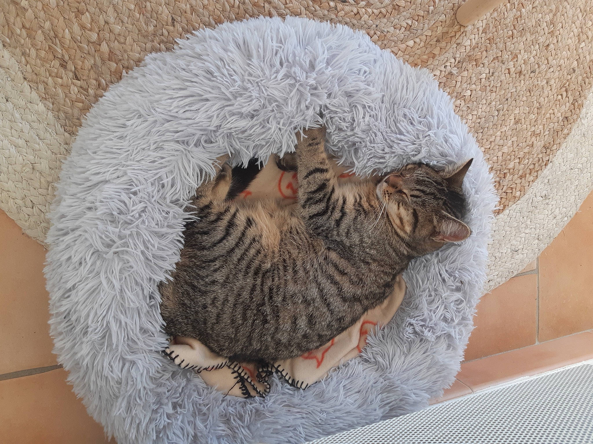 Bakou participe au concours pour gagner de l'argent avec cette photo : carnivore, cat, cat_bed, cat_supply, claw, comfort, domestic_short_haired_cat, felidae, fur, grey, mammal, paw, small_to_medium_sized_cats, snout, tail, whiskers