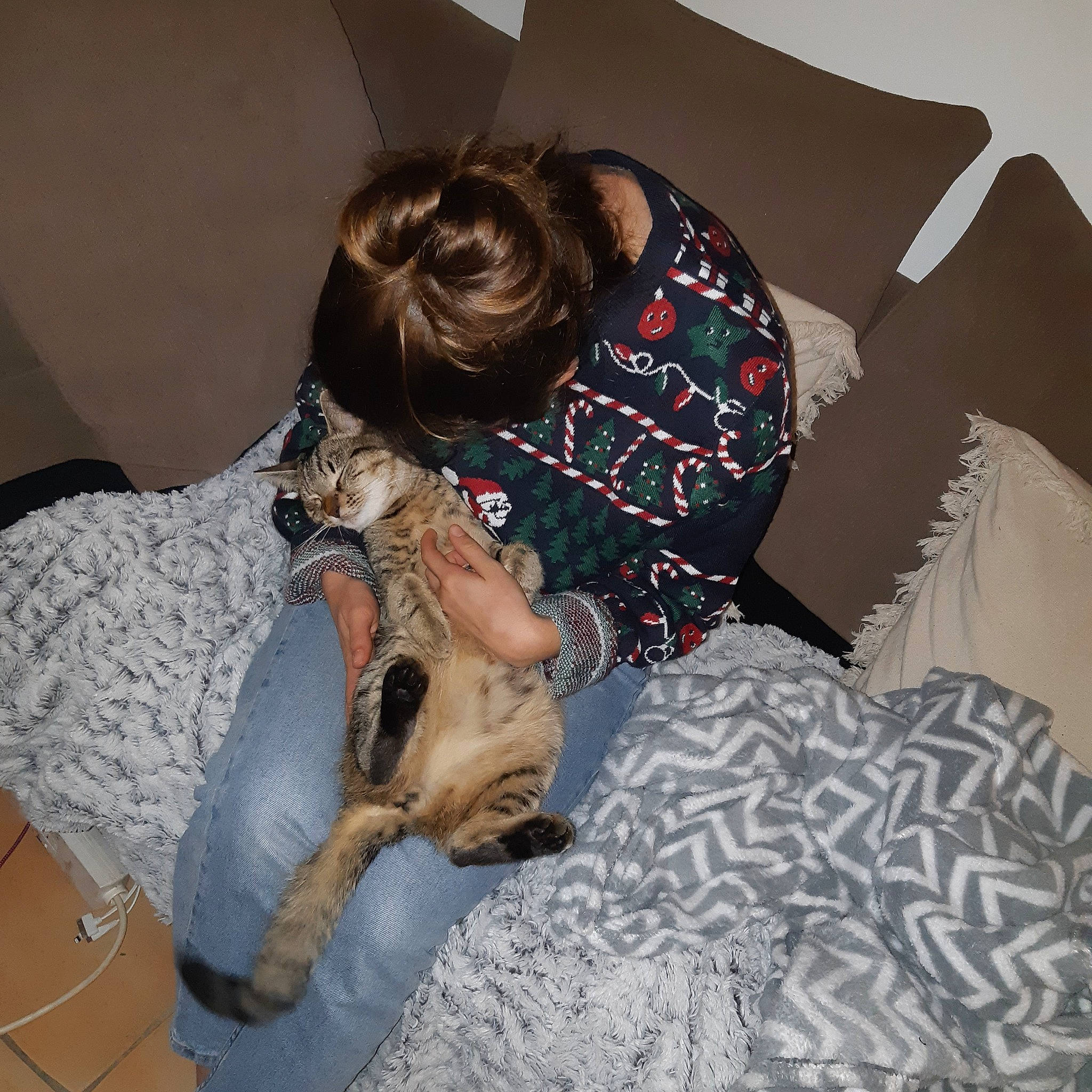 Bakou participe au concours pour gagner de l'argent avec cette photo : bed, bedding, canidae, carnivore, comfort, companion_dog, couch, dog_breed, ear, fawn, felidae, fur, linens, nap, pattern, sitting, small_to_medium_sized_cats, sporting_group, tail, whiskers