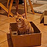 Snookie a rejoint le concours — aidez-le/la à gagner de superbes lots ! cat, orange_tabby, cardboard_box, indoor, floor, tile_floor, furniture, chair, pet_bed, home, cozy, animal, domestic_cat, seated, cute, whiskers, ears, tail, relaxed, mammal