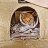 Snookie participe au concours pour gagner de l'argent avec cette photo : cat, orange_tabby, blanket, cat_house, cozy, one_eye, pet, feline, soft, fur, indoor, resting, cute, warm, snug, animal, comfort, cute_pet, domestic_cat, sleeping_area