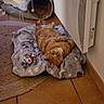 blanket, cat, cat_tunnel, comfortable, cozy, curious, cute, feline, floor, home, indoor, lying_down, orange_tabby, paw_prints, pet, plush_toy, relaxed, tile_floor, toy, warm_lighting