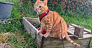 Snookie a rejoint le concours — aidez-le/la à gagner de superbes lots ! cat, orange_tabby, harness, leash, garden, wooden_planter, plants, grass, flowers, hedge, outdoor, nature, sunset, pet, animal, feline, greenery, shrub, daylight, curious