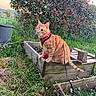 animal, cat, curious, daylight, feline, flowers, garden, grass, greenery, harness, hedge, leash, nature, orange_tabby, outdoor, pet, plants, shrub, sunset, wooden_planter