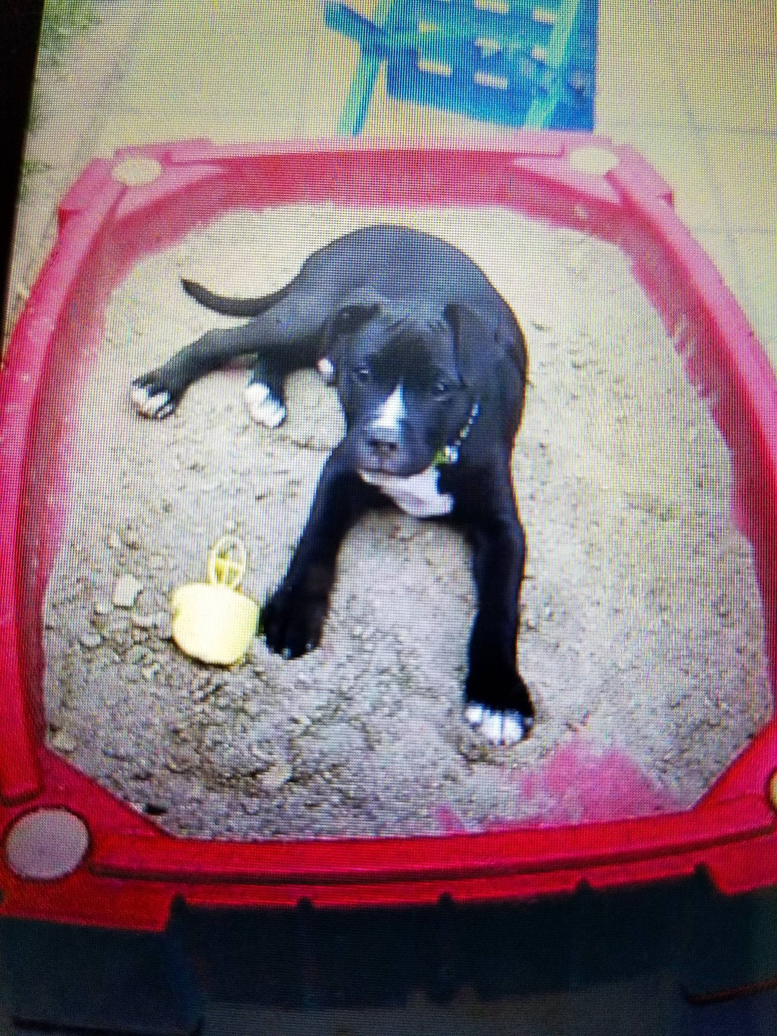 Kilo joined the competition — help win amazing prizes! animal_figure, canidae, carnivore, cat_supply, claw, comfort_food, dog_breed, dog_supply, electric_blue, felidae, hood, pet_supply, small_to_medium_sized_cats, snout, sporting_group, tail, terrestrial_animal, toy, visual_arts, working_animal