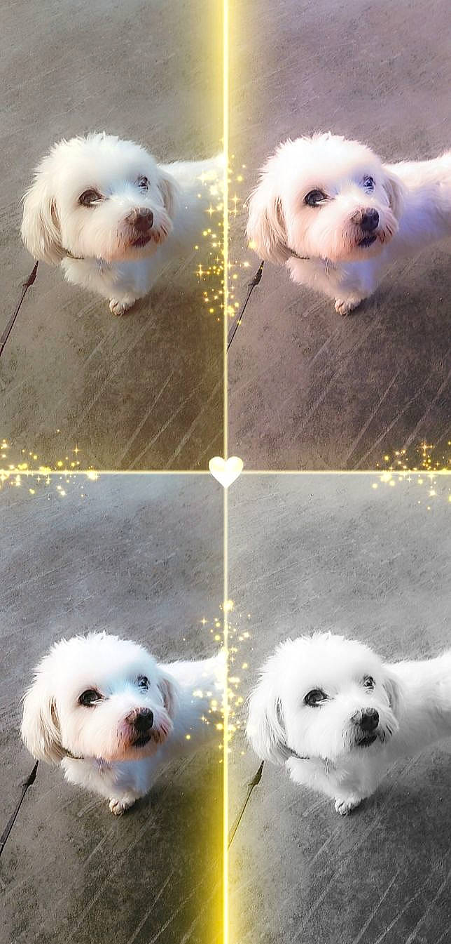 Idefix participe au concours pour gagner de l'argent avec cette photo : art, carnivore, collage, companion_dog, dog, dog_breed, fur, happy, mammal, paw, photo_caption, photograph, small_terrier, snapshot, snout, sporting_group, terrier, toy_dog, vertebrate, white