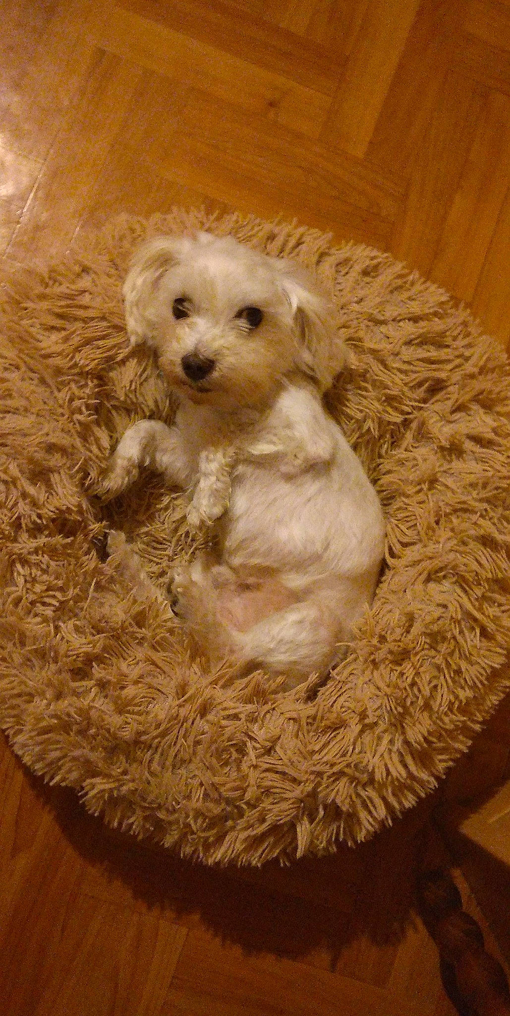 Idefix participe au concours pour gagner de l'argent avec cette photo : canidae, carnivore, companion_dog, dog, dog_bed, dog_breed, dog_supply, fawn, fur, hardwood, labradoodle, pet_supply, poodle, snout, sporting_group, terrier, toy, toy_dog, wood, working_animal