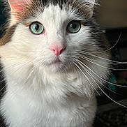Fluff joined the competition — help win amazing prizes! cat, animal, pet, close_up, fluffy, whiskers, green_eyes, feline, portrait, mammal, domestic_animal, cute, fur, indoor, face, ears, pink_nose, looking, soft_light
