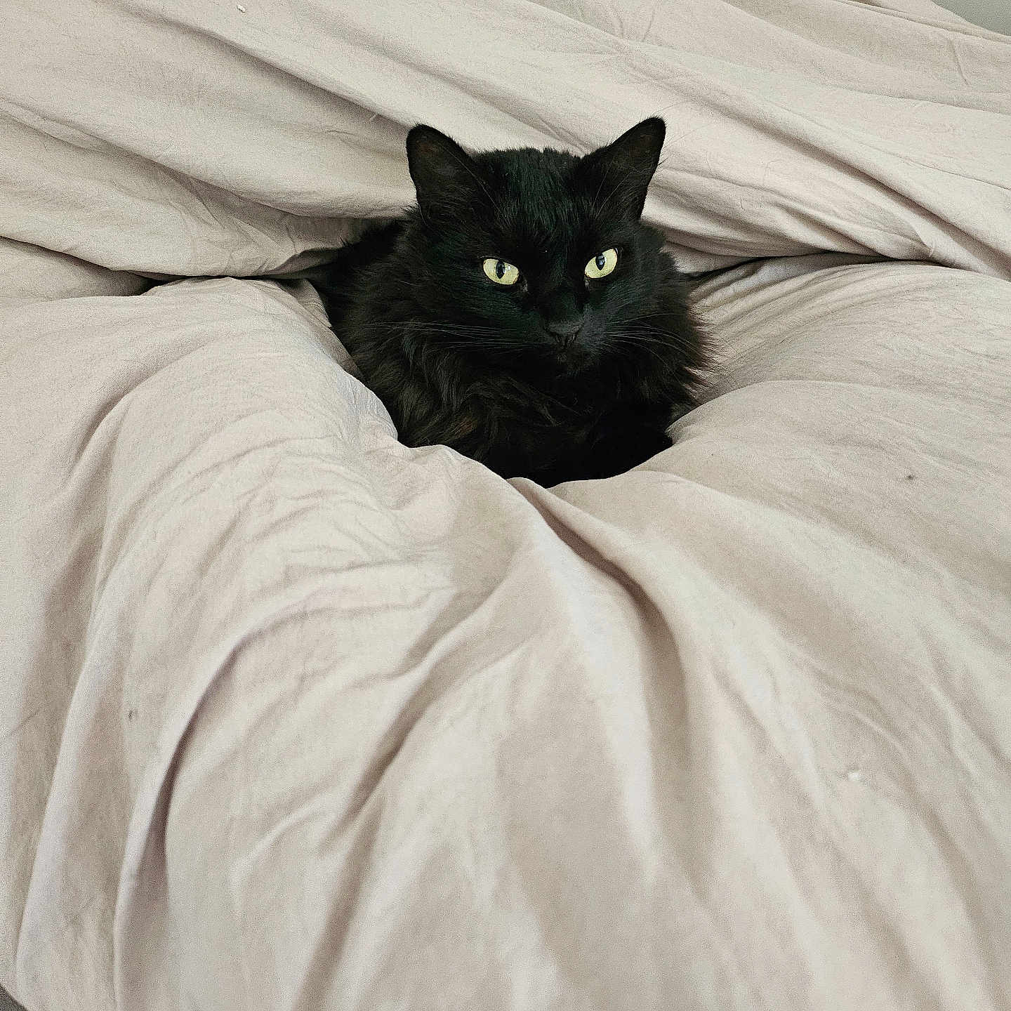 Nyx participe au concours pour gagner de l'argent avec cette photo : animal, bed, bedroom, blackcat, blanket, cat, cushion, furniture, homedecor, indoors, kitten, linen, manx, pet, quilt, room