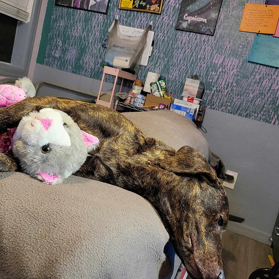 Brownie joined the competition — help win amazing prizes! bed, blanket, brindle, cozy, dog, door, floor, furniture, indoor, laundry_basket, notes, relaxed, room, shelf, sleepy, snacks, stuffed_animal, toy, wall_decor, window