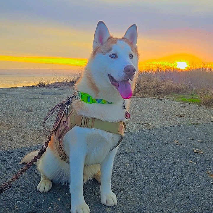 Garfield joined the competition — help win amazing prizes! accessories, animal, beach, canine, coast, dog, face, head, husky, leash, nature, outdoors, pet, puppy, sea, shoreline, sky, strap, sun, water