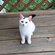 Bailey joined the competition — help win amazing prizes! animal, black_spot, cat, curious, domestic_animal, ears, feline, fur, grass, lattice_fence, looking_up, nature, outdoor, pet, sitting, small_animal, whiskers, white_cat, wooden_deck, young_cat