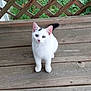 animal, black_spot, cat, curious, domestic_animal, ears, feline, fur, grass, lattice_fence, looking_up, nature, outdoor, pet, sitting, small_animal, whiskers, white_cat, wooden_deck, young_cat