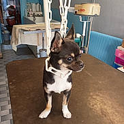 Bandi a rejoint le concours — aidez-le/la à gagner de superbes lots ! dog, chihuahua, small_dog, table, chain, indoor, room, radiator, sink, floor_tiles, plastic_chain, curious, standing, pet, animal, brown_dog, black_dog, white_paws, ears_up, looking_away