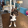 dog, chihuahua, small_dog, table, chain, indoor, room, radiator, sink, floor_tiles, plastic_chain, curious, standing, pet, animal, brown_dog, black_dog, white_paws, ears_up, looking_away