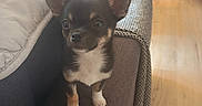 Bandi participe au concours pour gagner de l'argent avec cette photo : puppy, dog, chihuahua, small_dog, pet, indoor, living_room, couch, blanket, wooden_floor, furniture, ears, cute, alert, young_dog, domestic_animal, home, cozy, brown, black