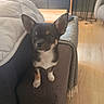 puppy, dog, chihuahua, small_dog, pet, indoor, living_room, couch, blanket, wooden_floor, furniture, ears, cute, alert, young_dog, domestic_animal, home, cozy, brown, black