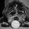 adorable, animal, black_and_white, close_up, companion, cute, dog, eyes, fluffy, focus, fur, indoor, laying_down, nose, paws, pet, playful, portrait, tennis_ball, texture