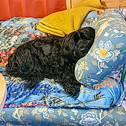 Omar participe au concours pour gagner de l'argent avec cette photo : black_dog, blanket, canine, comfort, couch, cozy, dog, domestic, floral_pattern, furniture, home, indoor, living_room, pet, pillow, red_curtain, relaxation, resting, sleeping, wooden_wall