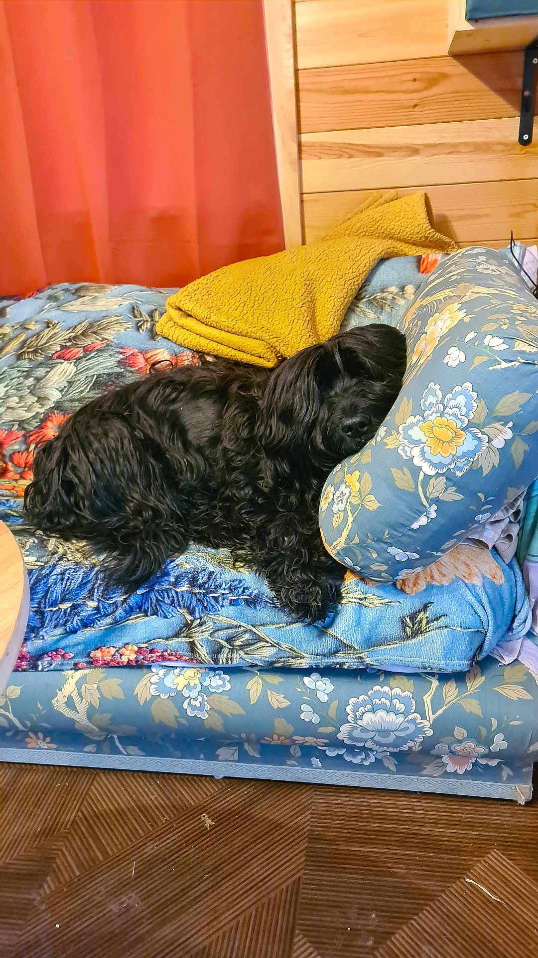 Omar participe au concours pour gagner de l'argent avec cette photo : black_dog, blanket, canine, comfort, couch, cozy, dog, domestic, floral_pattern, furniture, home, indoor, living_room, pet, pillow, red_curtain, relaxation, resting, sleeping, wooden_wall