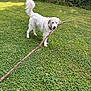 Sunny is registered to the contest to win money with this photo: animal, canine, collar, cute, daylight, dog, fence, fur, grass, greenery, lawn, nature, outdoor, park, pet, playful, stick, tail, white_dog, yard