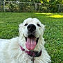 Sunny is registered to the contest to win money with this photo: animal, canine, closeup, collar, dog, fence, fur, grass, happy, mammal, nature, outdoor, pet, playful, smiling, summer, sunlight, tongue, tongue_out, white_dog