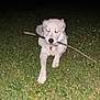 animal, blur, canine, collar, dog, field, flash, fur, glowing_eyes, grass, grassland, mammal, nature, night, outdoor, pet, playing, stick, walking, white_dog