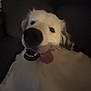 animal, blurred, canine, close_up, companion, couch, dim_light, dog, domestic_animal, friendly, fur, happy, indoor, living_room, pet, portrait, relaxed, smiling, tongue, white_dog
