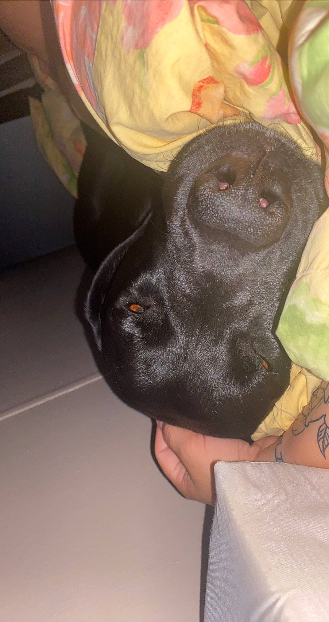 Rhino joined the competition — help win amazing prizes! canidae, carnivore, comfort, companion_dog, dog, dog_breed, fashion_accessory, fawn, foot, fur, gesture, guard_dog, linens, liver, nail, nap, snout, sporting_group, thigh, working_animal