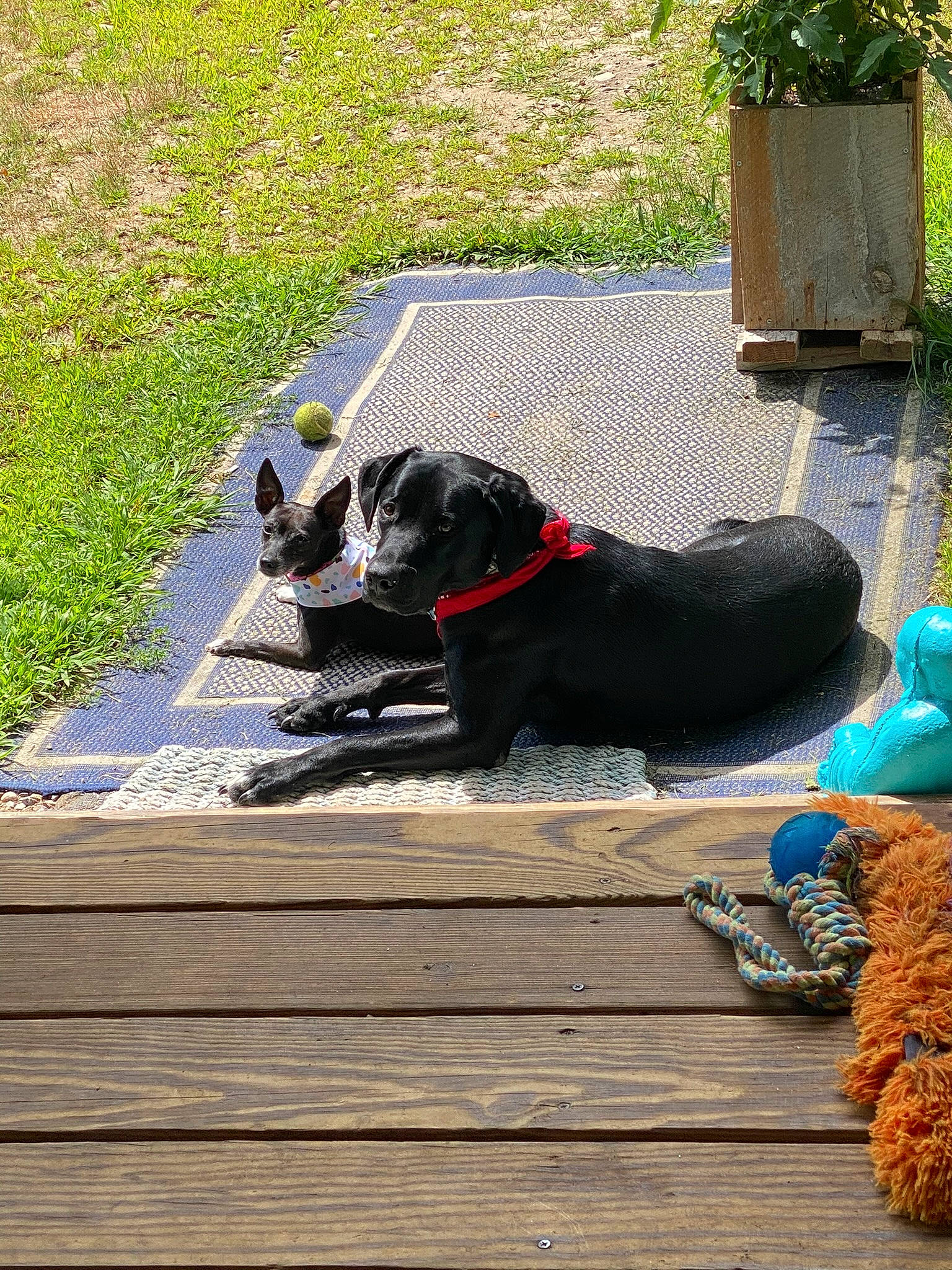 Rhino is registered to the contest to win money with this photo: canidae, carnivore, collar, companion_dog, deck, dog, dog_breed, dog_collar, flooring, flowerpot, grass, plant, porch, road_surface, shade, sporting_group, tail, water, wood, working_animal