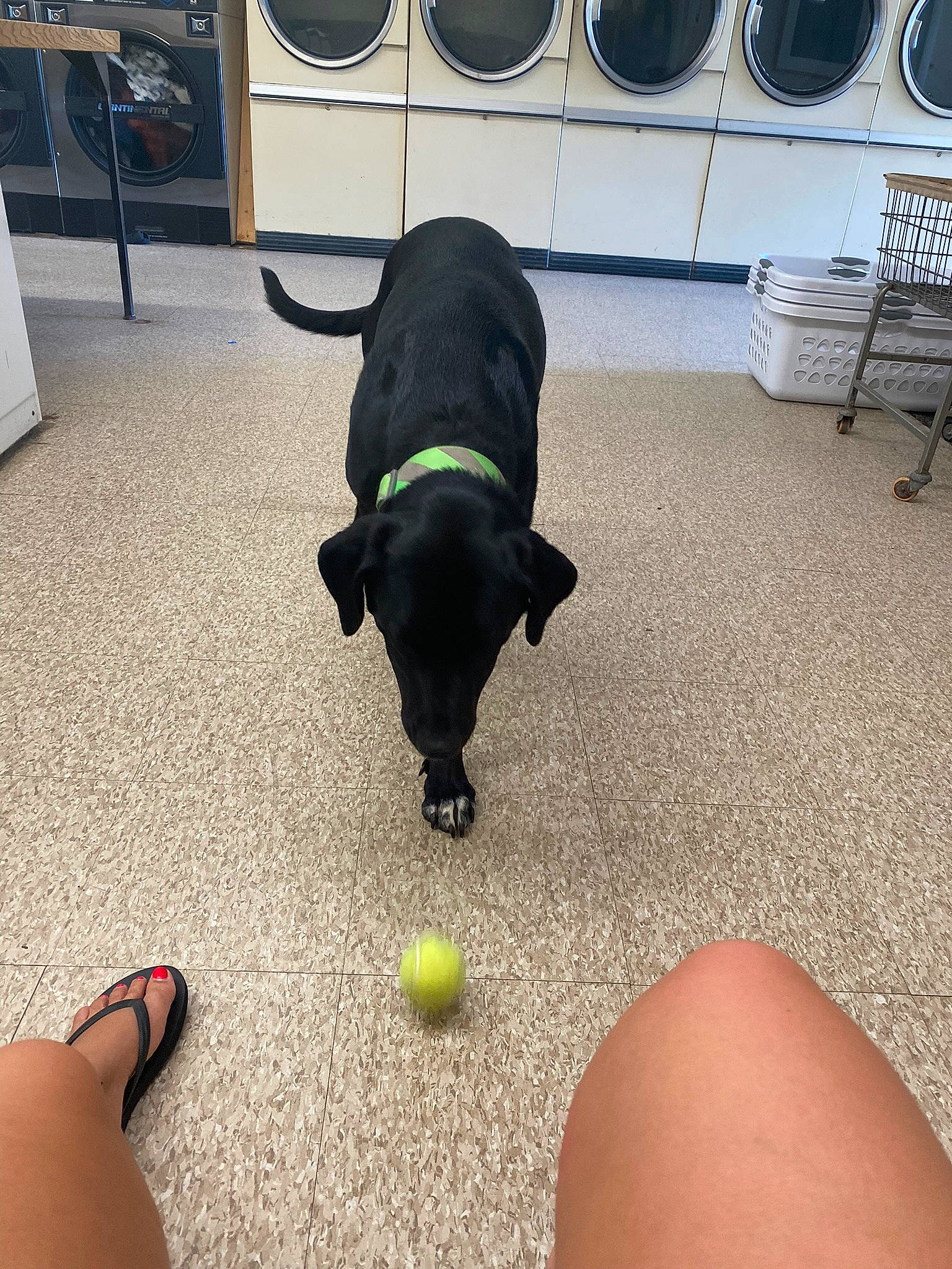 Rhino joined the competition — help win amazing prizes! ball, black, carnivore, chair, comfort, companion_dog, dog, dog_breed, dog_supply, floor, flooring, foot, grass, human_leg, snout, tail, tennis_ball, thigh, white, working_animal