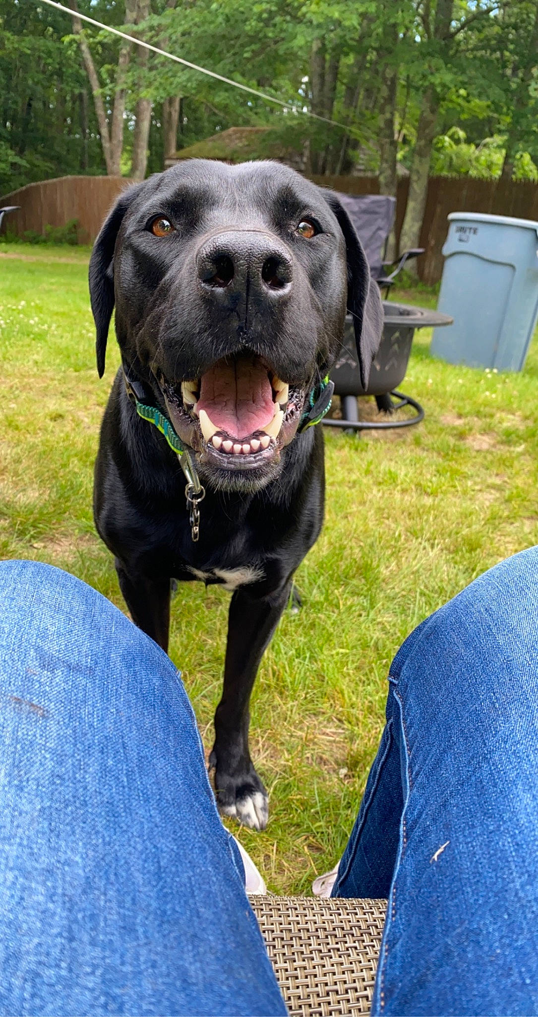 Rhino joined the competition — help win amazing prizes! blue, borador, canidae, carnivore, collar, companion_dog, dog, dog_breed, dog_collar, electric_blue, grass, guard_dog, gun_dog, plant, snout, sporting_group, tree, whiskers, working_animal, working_dog