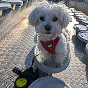 Tobby a rejoint le concours — aidez-le/la à gagner de superbes lots ! dog, white_dog, small_dog, pet, animal, outdoor, stadium_seat, metal_seat, harness, red_harness, sunlight, shadows, blurred_background, person, fence, daytime, cute, sitting, closeup, fur
