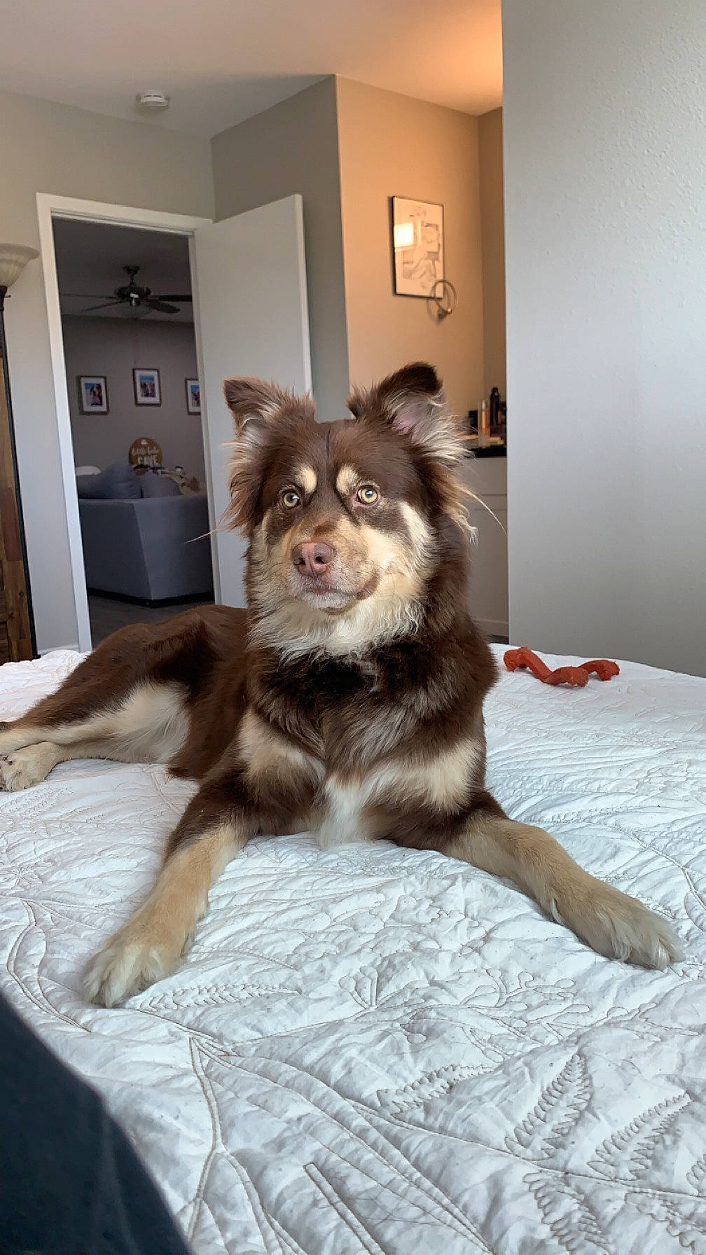 Izzy is registered to the contest to win money with this photo: carnivore, comfort, companion_dog, dog, dog_breed, door, fawn, felidae, floor, flooring, fur, hardwood, picture_frame, room, sporting_group, tail, whiskers, wood, working_animal, working_dog